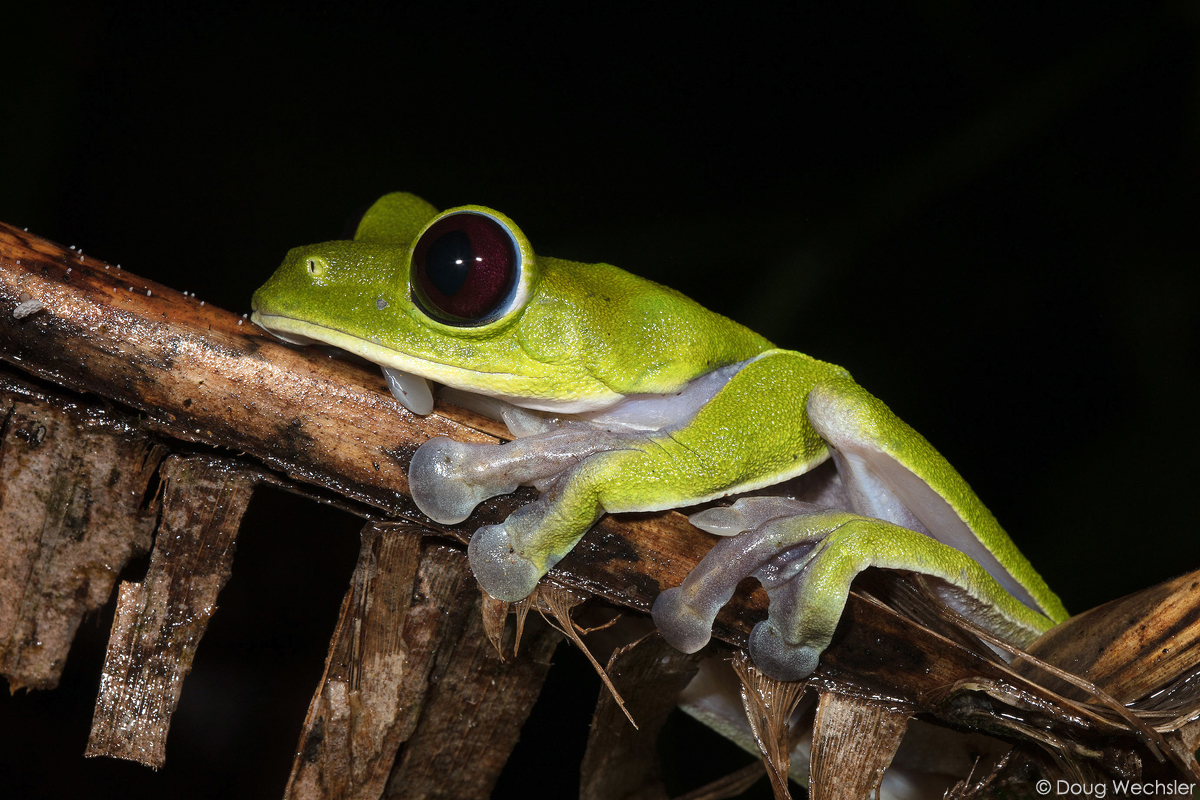 Importancia Biológica